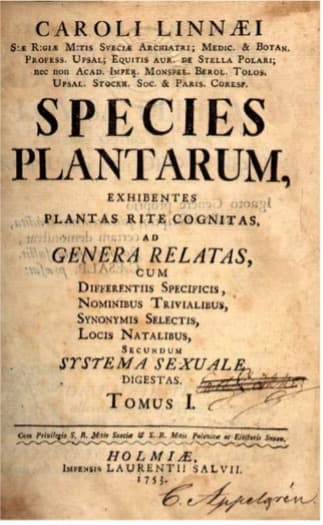 Camellia sinensis botanical illustration
