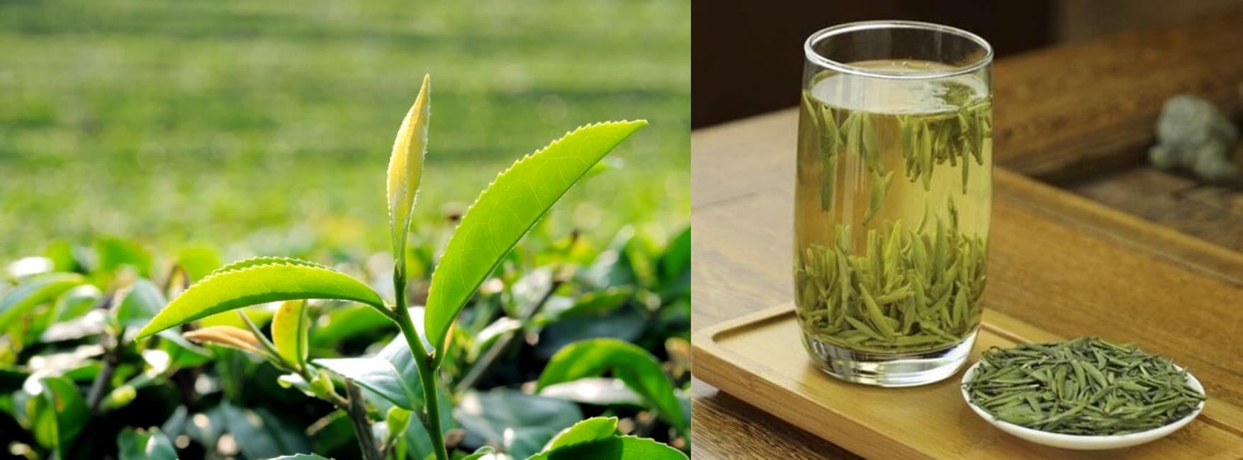 Green Tea