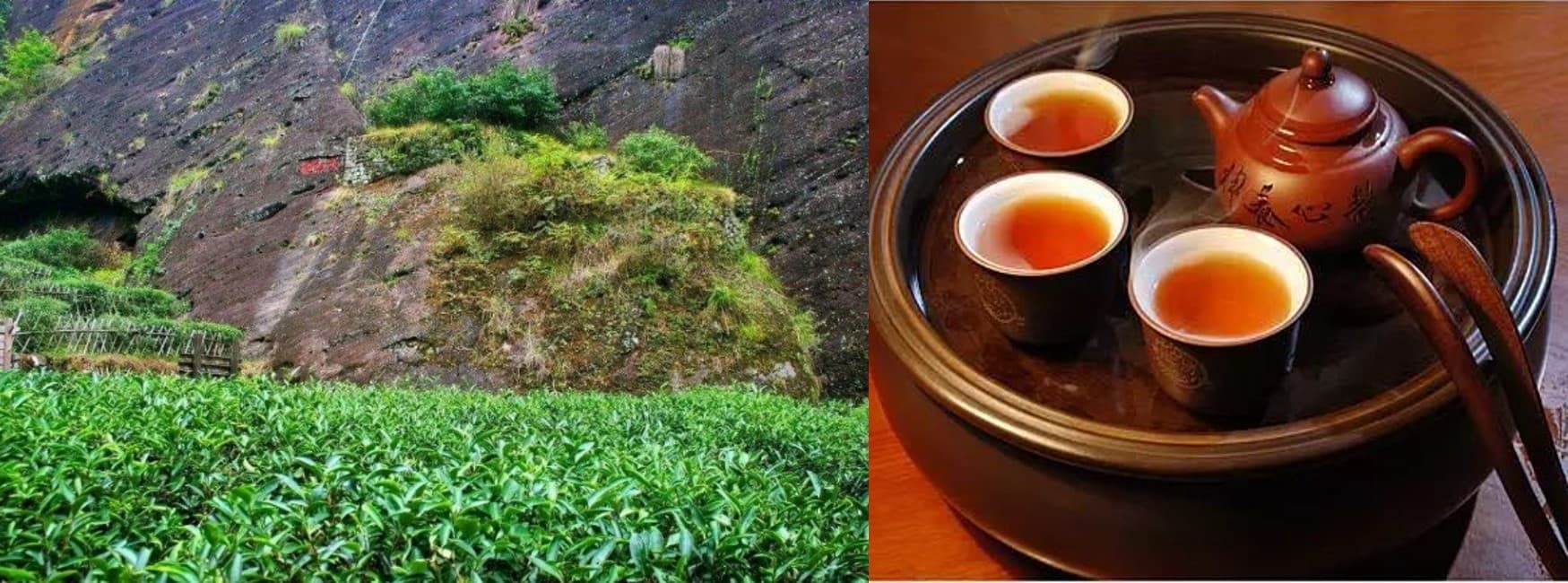 Oolong Tea